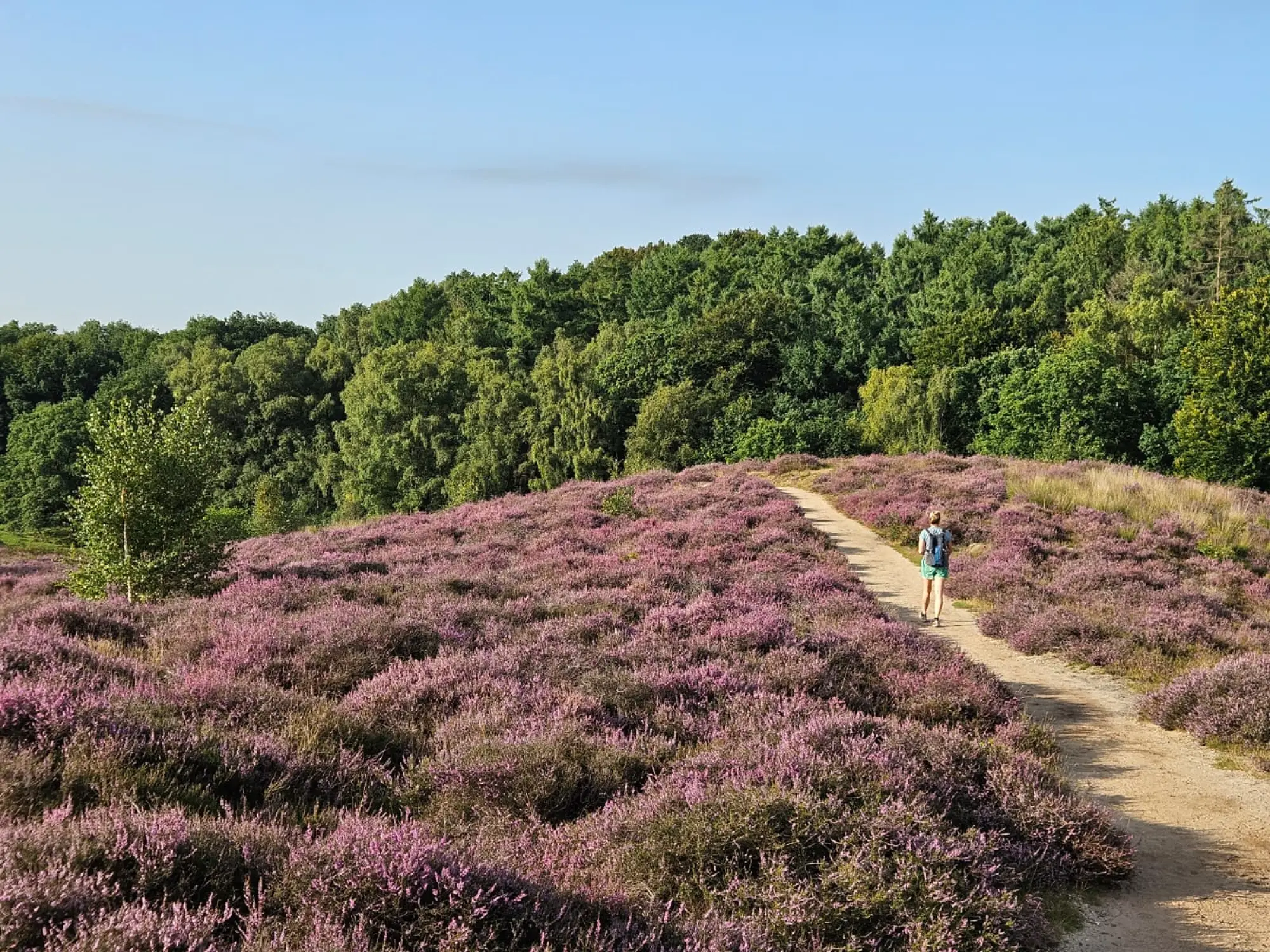 Ontdek de Posbank en overnacht in het bos in Arnhem
