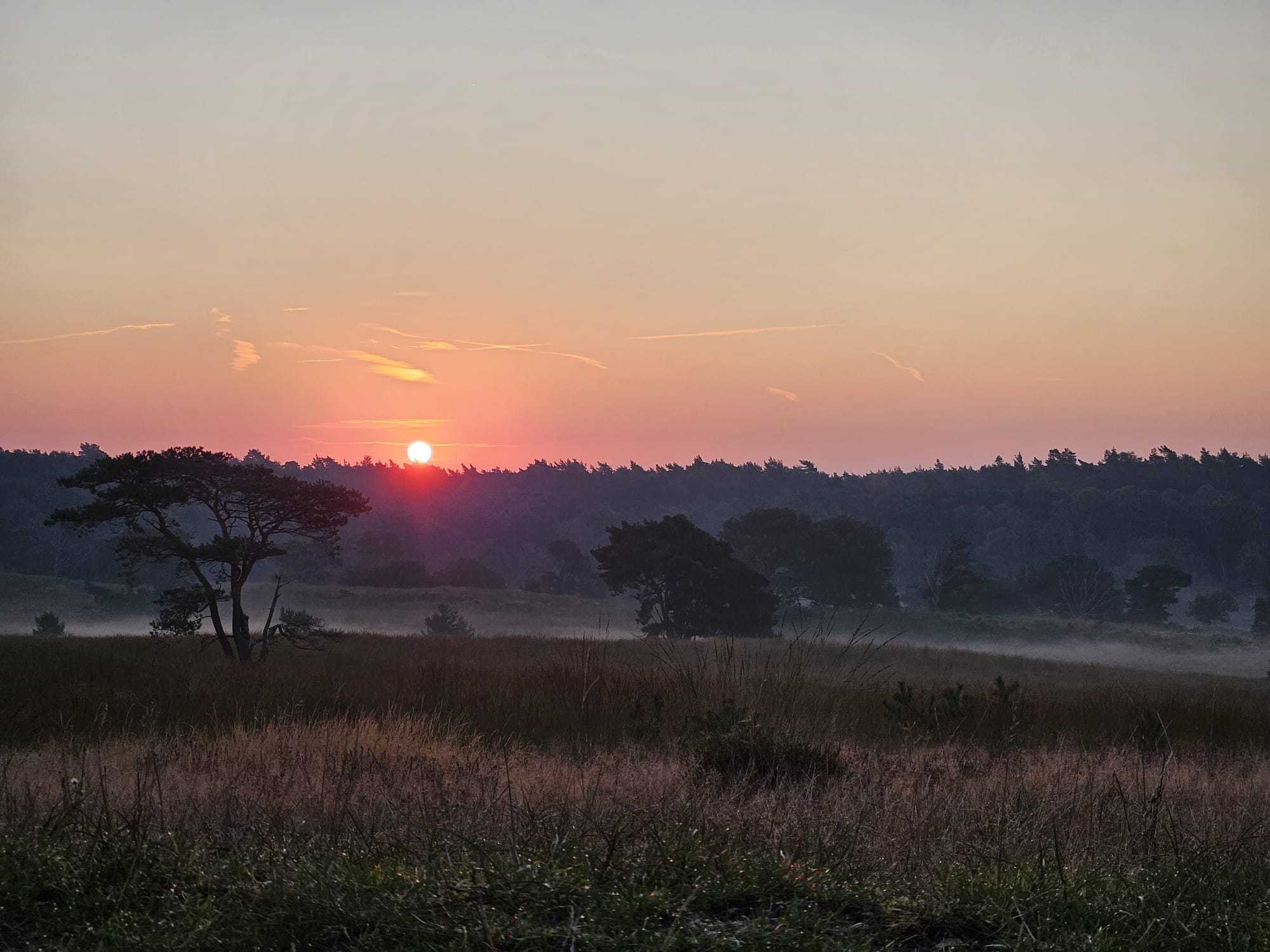 Vroeg op voor de hertenbronst op de Veluwezoom
