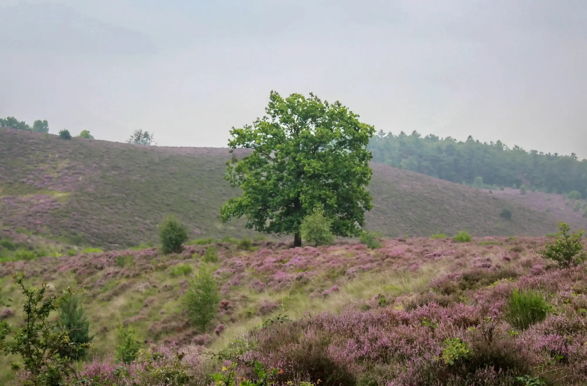Ontdek de Veluwe | Huur je boshuisje bij Buitenplaats Petersburg