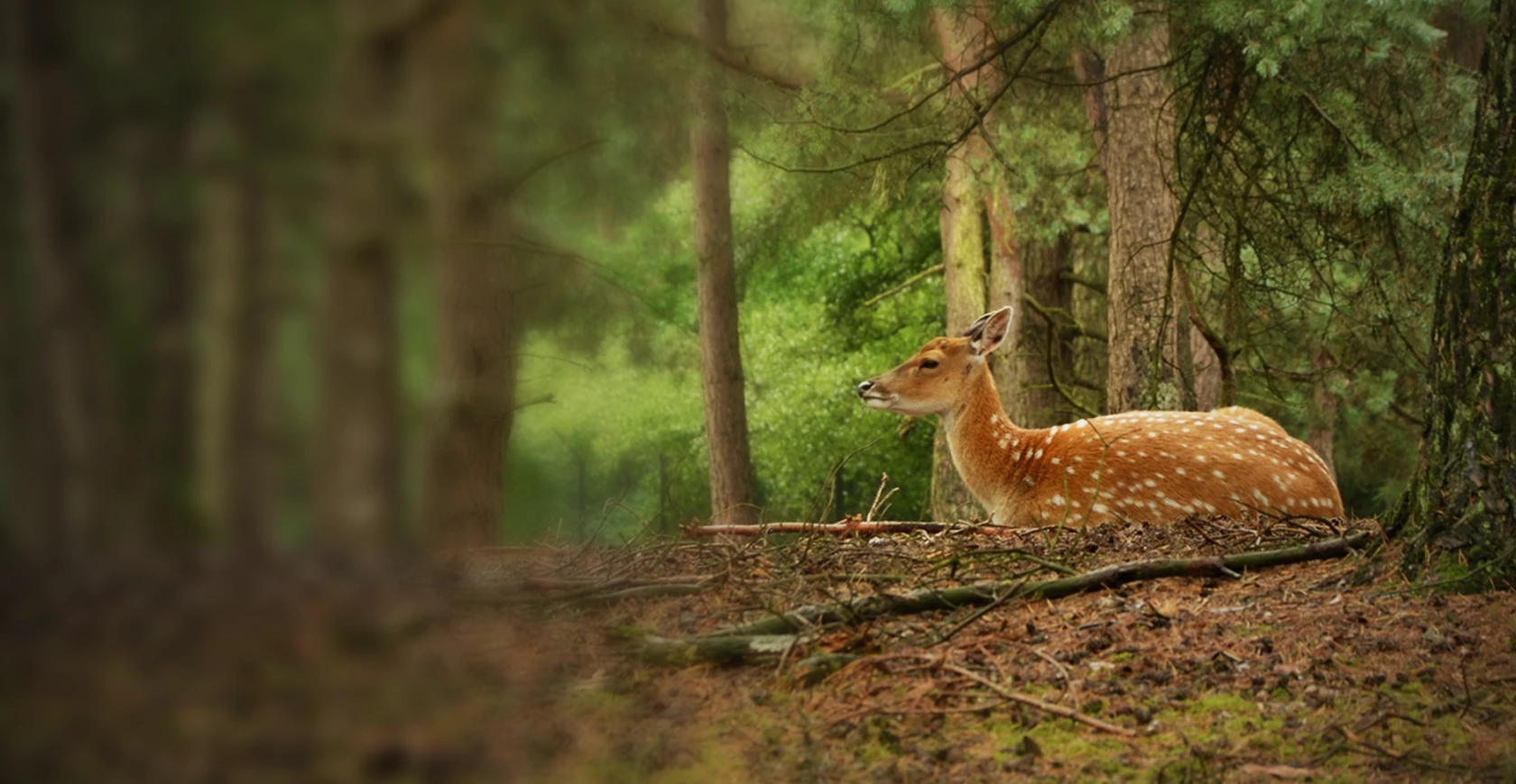 Damhert Deelerwoud tijdens wandeling