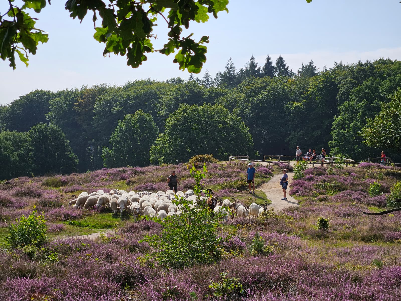 Wandelen over de Posbank