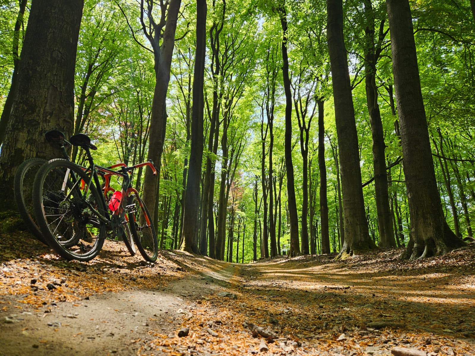 Fietsen op de Veluwe