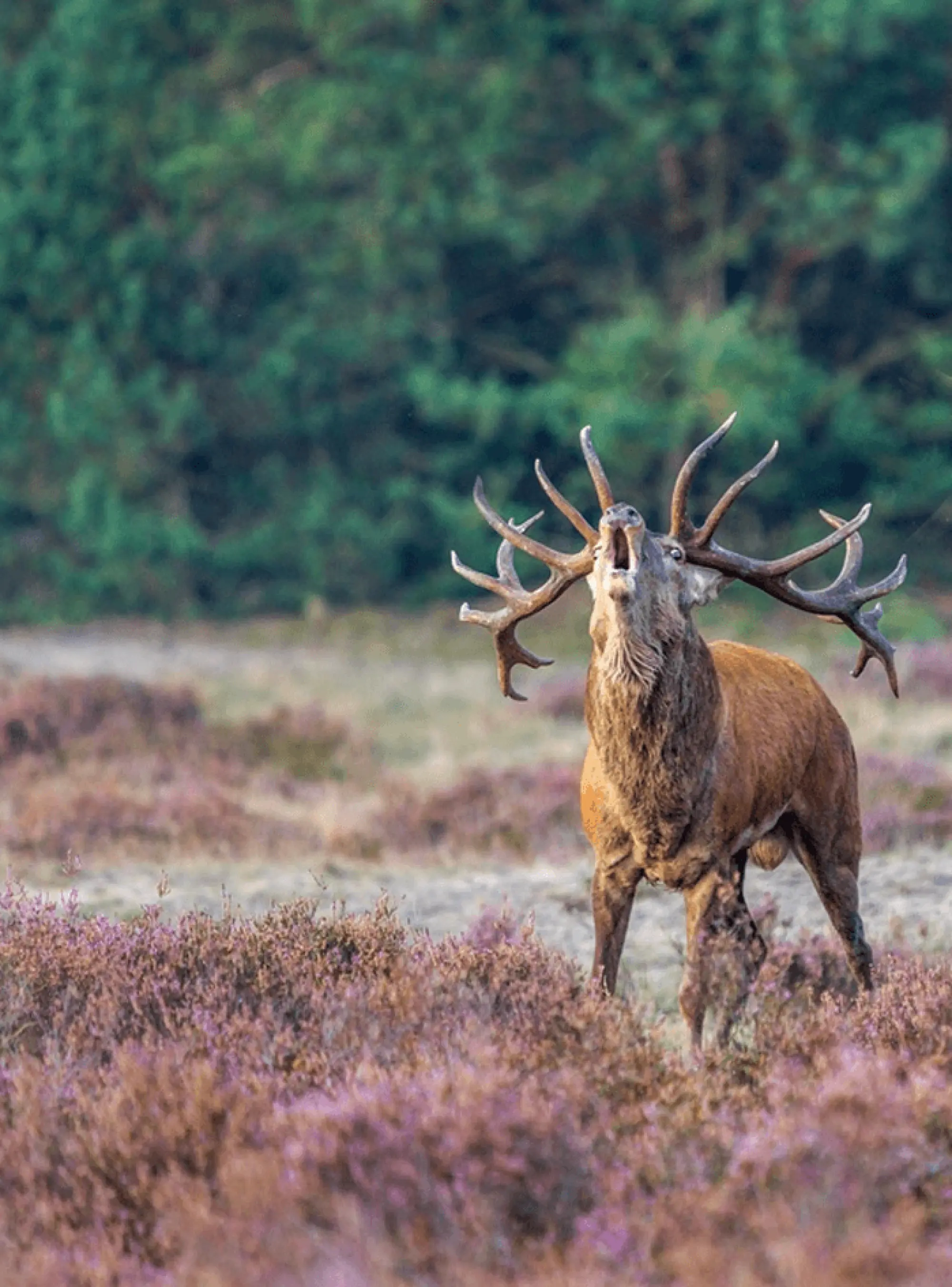 Hertenbronst Veluwe | Overnachten bij Buitenplaats Petersburg