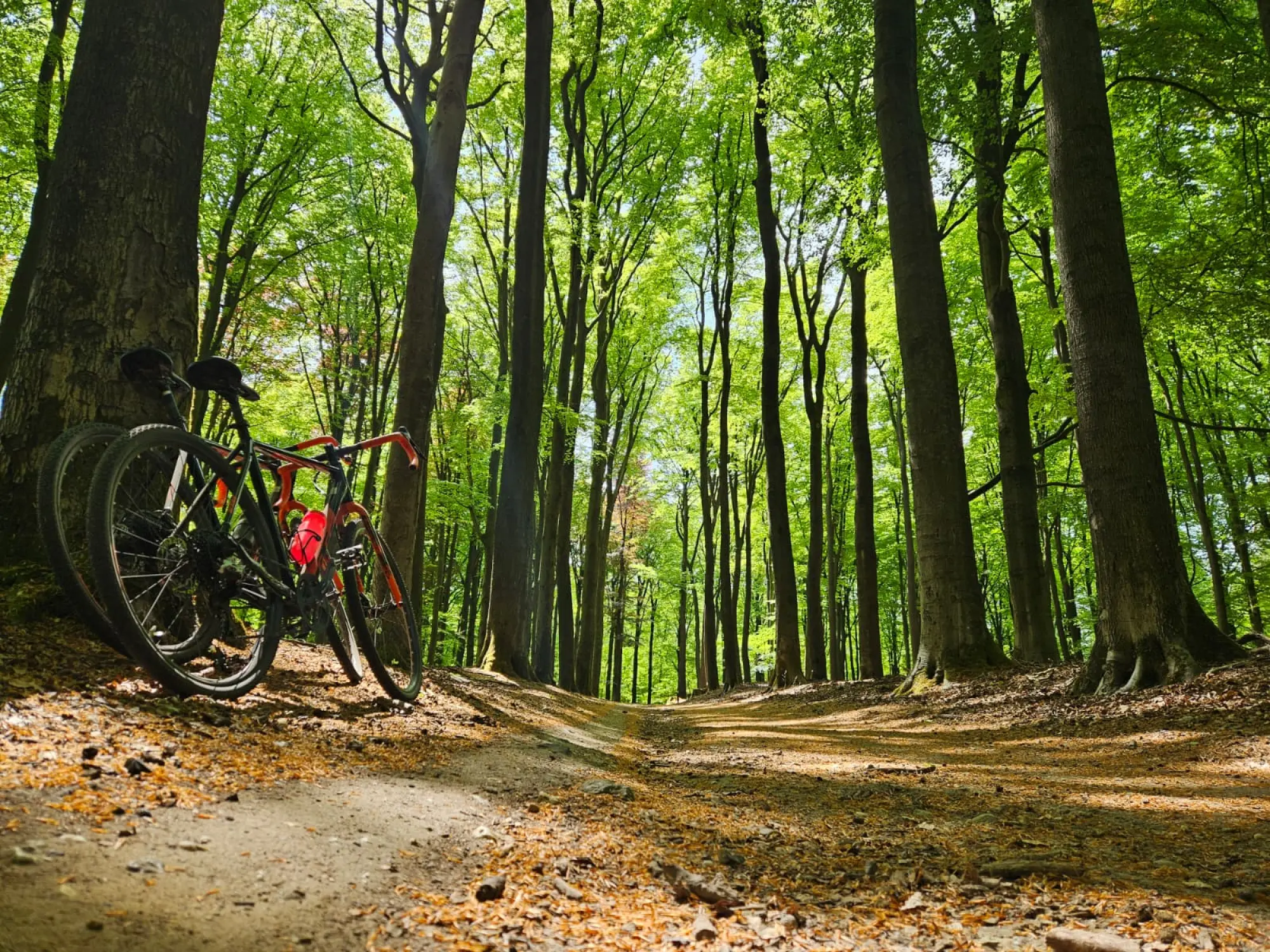 Fietsen op de Veluwe | Huur een bungalow bij Buitenplaats Petersburg