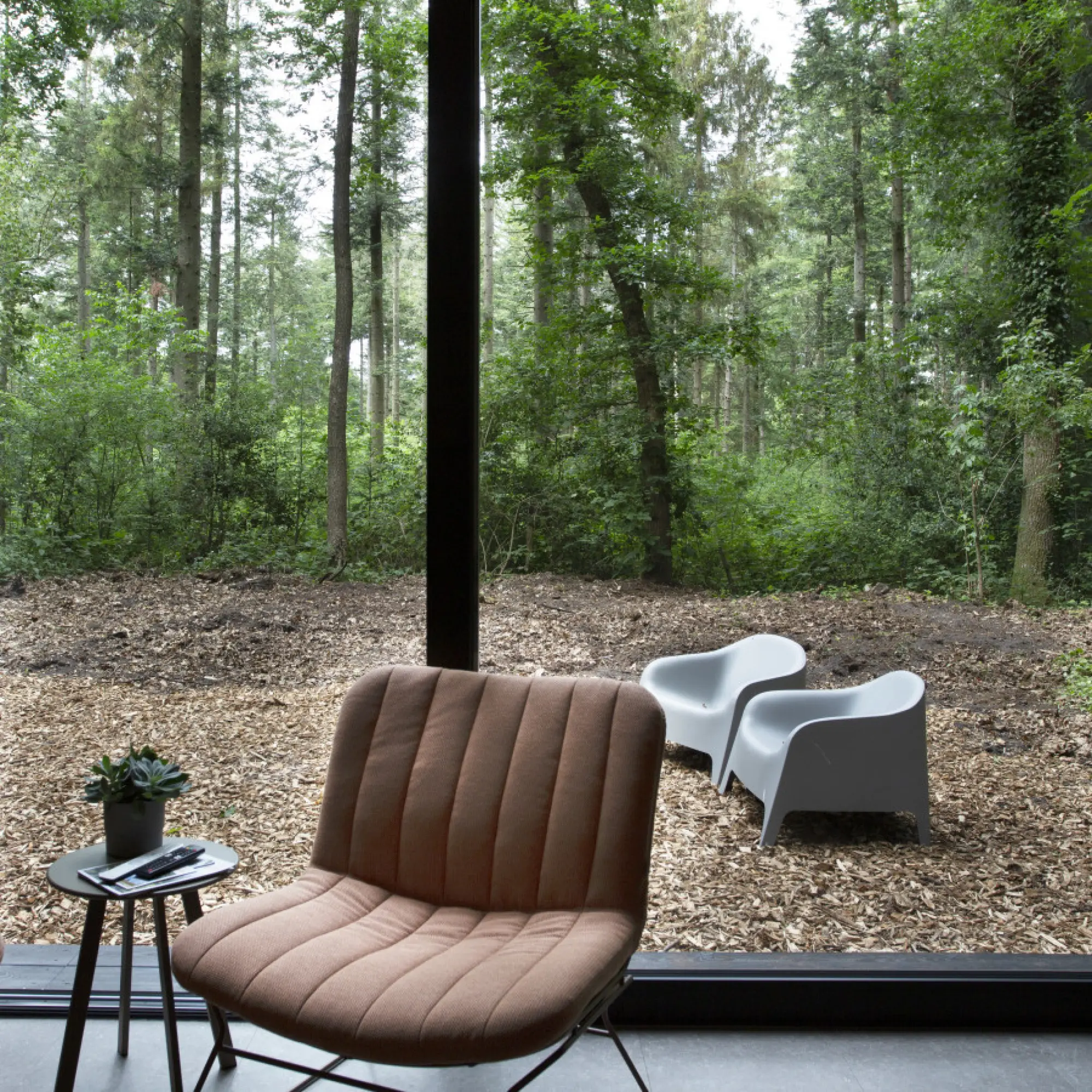 Forest view