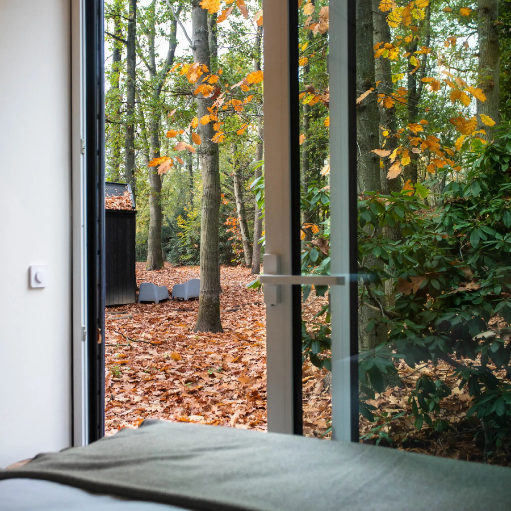 Forrest view