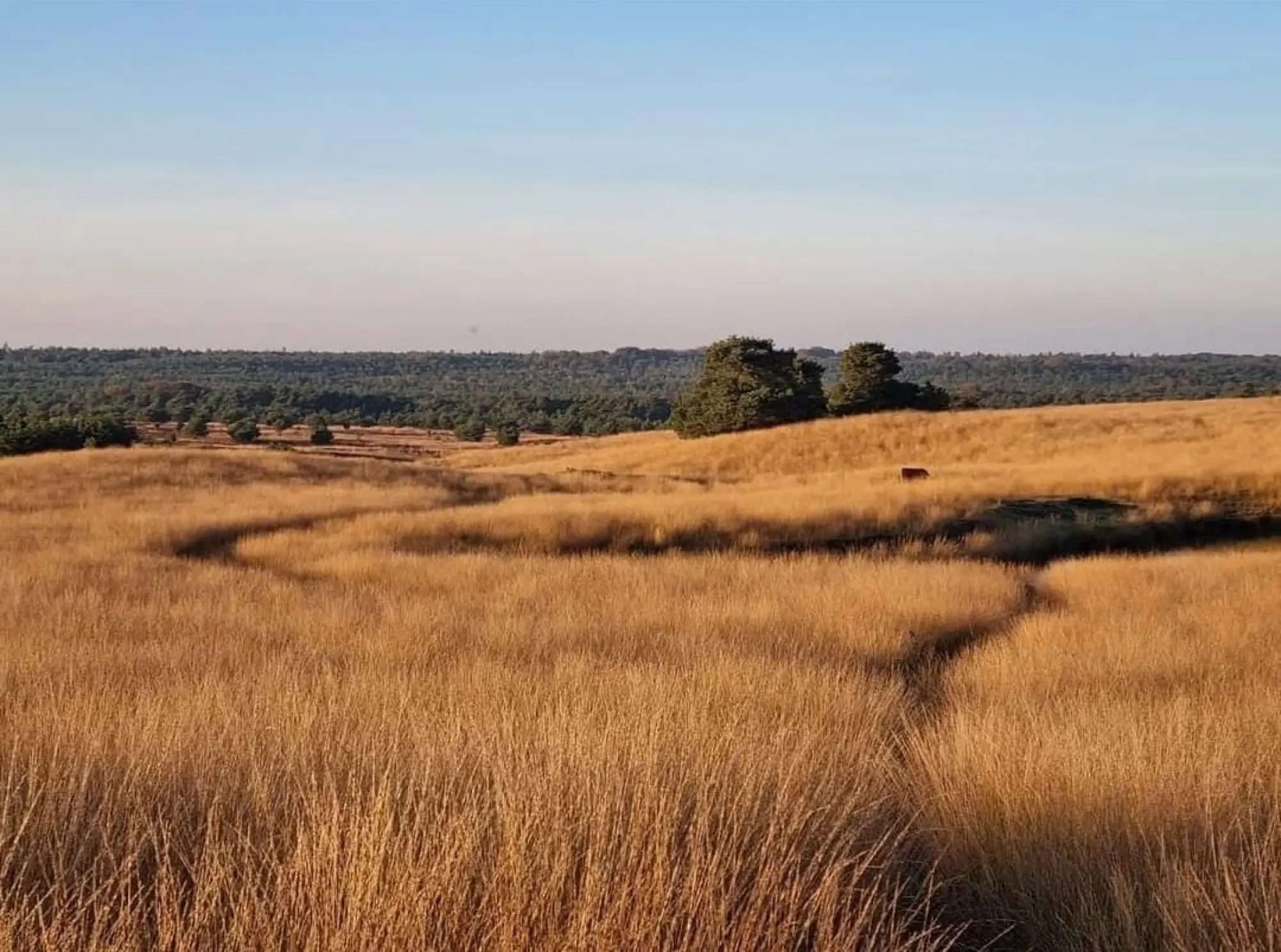 Najaar op de Veluwe | Boek een huisje