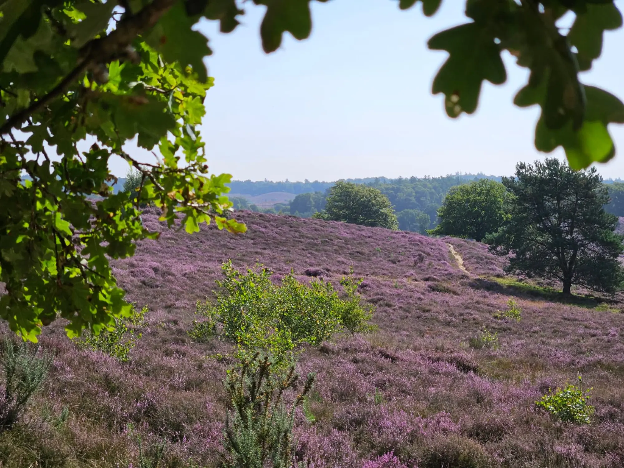 Kleinschalig huisjespark Veluwe | Buitenplaats Petersburg