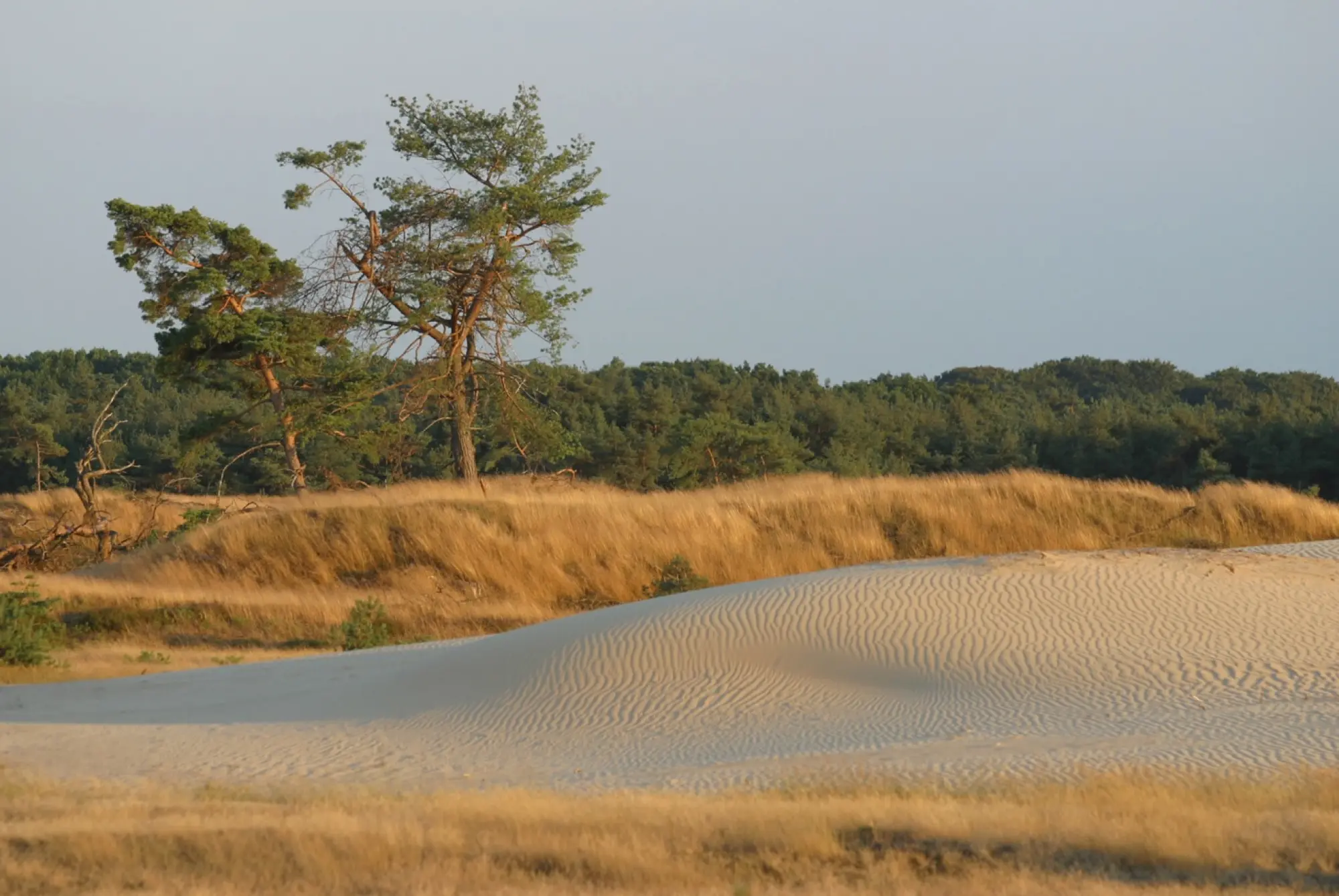 Stuifzand bij jubileumroute Schaarsbergen Hoge Veluwe | Buitenplaats Petersburg